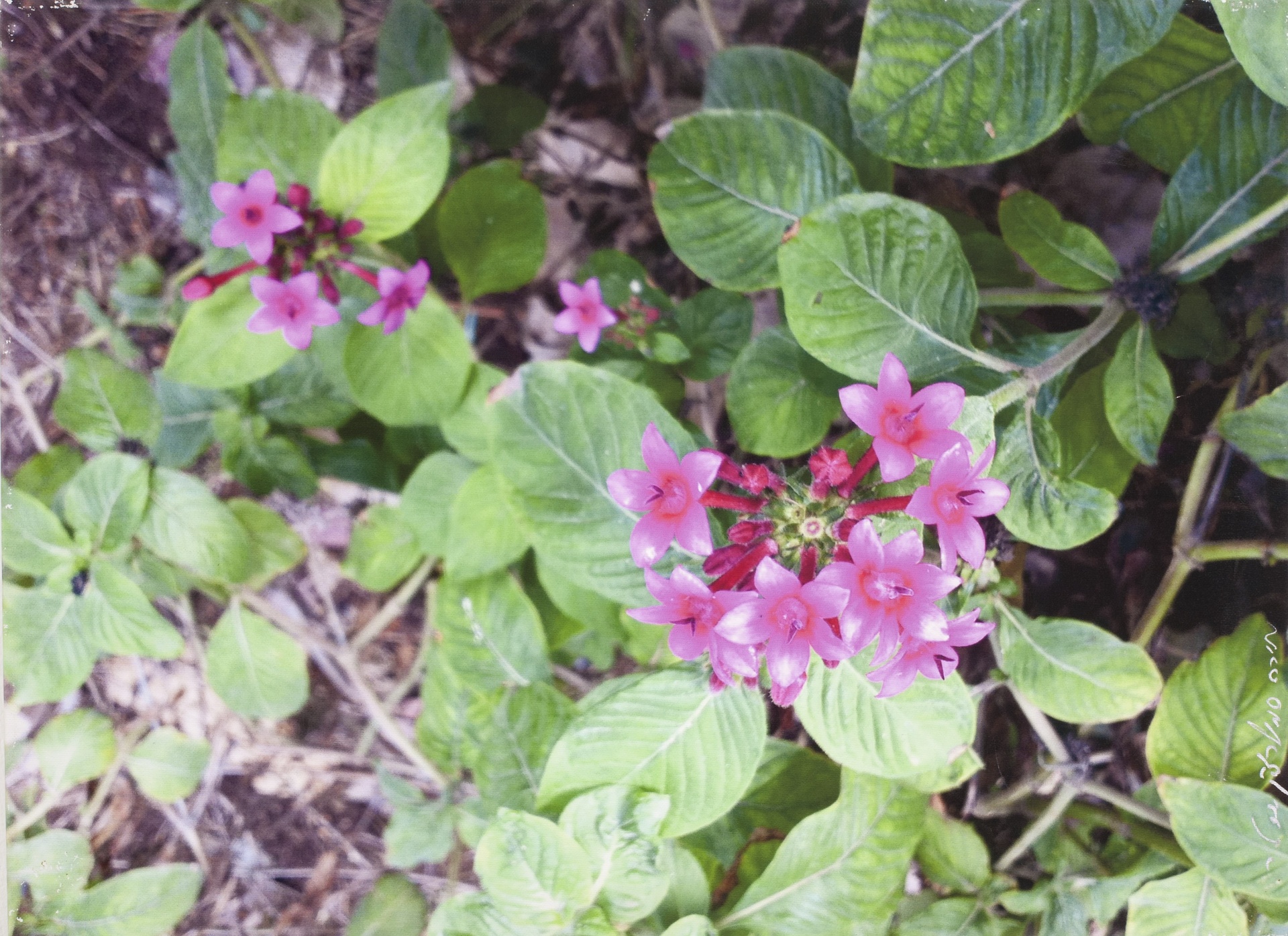 Little Garden